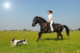 Tierhalterhaftpflichtversicherung: Welcher Tierhalter sollte sich wie absichern?